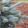 Picea Pungens (Glauca Group) 'Hoopsii' -Herbalife Shop pl2000037725