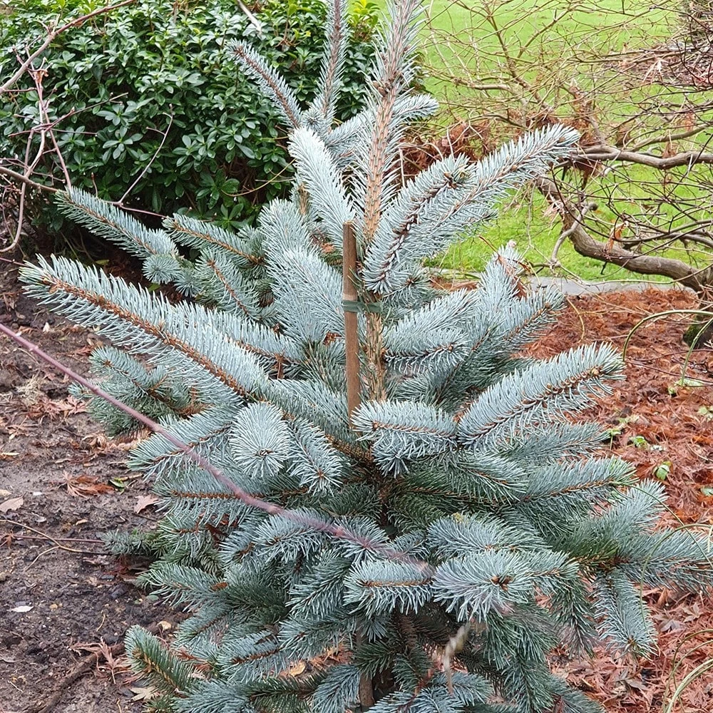 Picea Pungens (Glauca Group) 'Hoopsii' 4 Picea Pungens (Glauca Group) 'Hoopsii' - Image 2