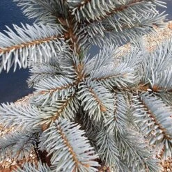 Picea Pungens (Glauca Group) 'Hoopsii' 7 Picea Pungens (Glauca Group) 'Hoopsii' -Herbalife Shop pl2000037725 card3 lg