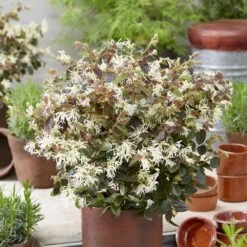 Loropetalum Ruby Snow ('Iwai') (PBR) -Herbalife Shop pl2000037743 card2 lg