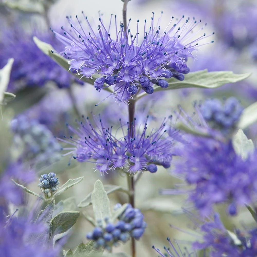 Caryopteris × Clandonensis Sterling Silver ('Lissilv') (PBR) 4 Caryopteris × Clandonensis Sterling Silver ('Lissilv') (PBR) - Image 2