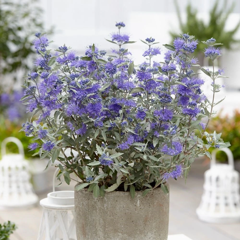 Caryopteris × Clandonensis Sterling Silver ('Lissilv') (PBR) 5 Caryopteris × Clandonensis Sterling Silver ('Lissilv') (PBR) - Image 3