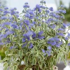 Caryopteris × Clandonensis 'White Surprise' (PBR) 6 Caryopteris × Clandonensis 'White Surprise' (PBR) -Herbalife Shop pl2000037830 card2 lg