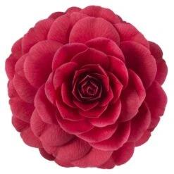 Camellia 'Black Lace' -Herbalife Shop pl2000037839 card2 lg