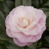 Camellia Japonica 'Nuccio's Cameo' -Herbalife Shop pl2000037843