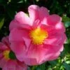 Camellia Japonica 'R.L. Wheeler' -Herbalife Shop pl2000037844
