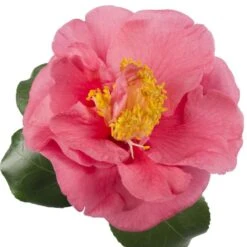 Camellia Japonica 'R.L. Wheeler' 5 Camellia Japonica 'R.L. Wheeler' -Herbalife Shop pl2000037844 card2 lg