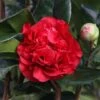 Camellia × Williamsii 'Ruby Wedding' -Herbalife Shop pl2000037845