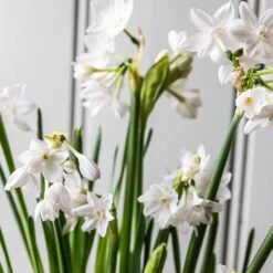 Perfumed Paperwhites & Terracotta Pot 5 Perfumed Paperwhites & Terracotta Pot -Herbalife Shop pl2000038005 card2 lg