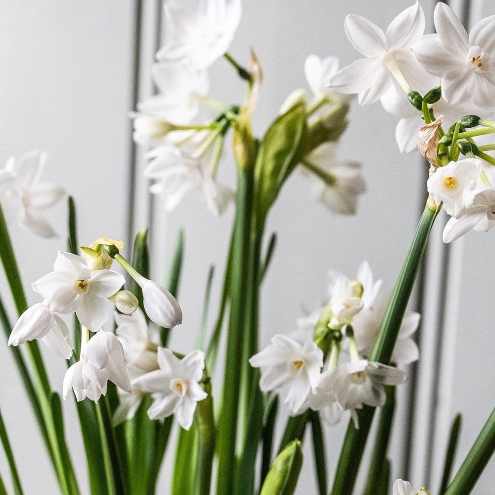 Perfumed Paperwhites & Terracotta Pot 4 Perfumed Paperwhites & Terracotta Pot - Image 2