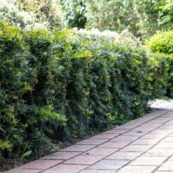 Taxus Baccata 'Repandens'