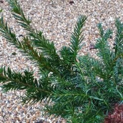 Taxus Baccata 'Repandens' 7 Taxus Baccata 'Repandens' -Herbalife Shop pl2000038031 card3 lg