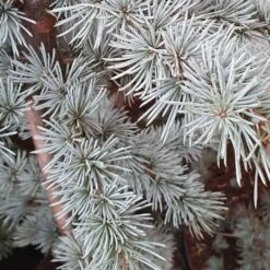 Cedrus Atlantica (Glauca Group) 'Glauca' -Herbalife Shop pl2000038041 card2 lg