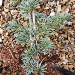 Cedrus Atlantica (Glauca Group) 'Glauca' -Herbalife Shop pl2000038041 card3 lg