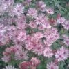 Astrantia Major 'Sparkling Stars Pink' (Sparkling Stars Series) -Herbalife Shop pl2000038262