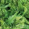 Polystichum Tsussimense -Herbalife Shop pl2000038309