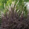 Actaea Simplex (Atropurpurea Group) 'Black Negligee' -Herbalife Shop pl2000038316