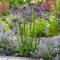 Agapanthus Poppin' Purple ('MP003') (PBR) -Herbalife Shop pl2000038358 card3 lg