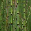 Equisetum Ramosissimum Var. Japonicum 1 Equisetum Ramosissimum Var. Japonicum -Herbalife Shop pl2000038463