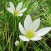 Zephyranthes Candida 1 Zephyranthes Candida -Herbalife Shop pl2000038484