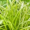 Carex Oshimensis 'Eversheen' (PBR) (Evercolor Series) -Herbalife Shop pl2000038508