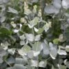 Eucalyptus Gunnii 2 Eucalyptus Gunnii -Herbalife Shop pl2000038577