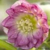 Helleborus × Hybridus Harvington Double Blush -Herbalife Shop pl2000038819