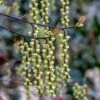Stachyurus Chinensis 'Celina' 1 Stachyurus Chinensis 'Celina' -Herbalife Shop pl2000038829