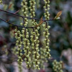 Stachyurus Chinensis 'Celina' -Herbalife Shop pl2000038829 card2 lg