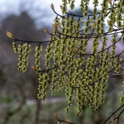 Stachyurus Chinensis 'Celina' -Herbalife Shop pl2000038829 card3 lg
