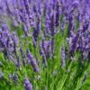 Lavandula × Intermedia 'Dutch Group' 1 Lavandula × Intermedia 'Dutch Group' -Herbalife Shop pl2000038891