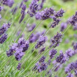 Lavandula × Intermedia 'Dutch Group' -Herbalife Shop pl2000038891 card2 lg
