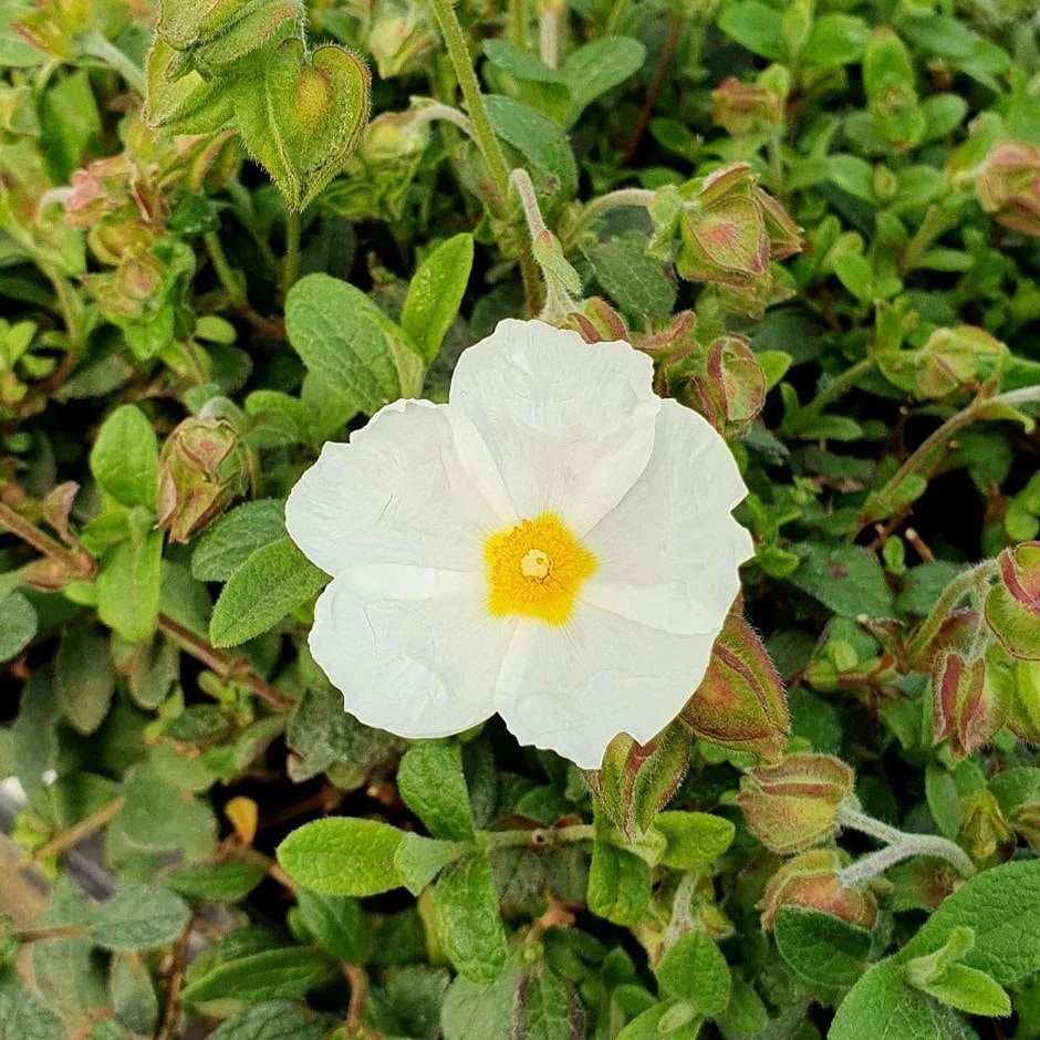 Cistus × Obtusifolius 'Thrive' 3 Cistus × Obtusifolius 'Thrive'