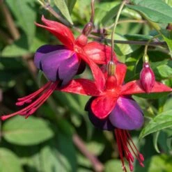 Fuchsia 'Lady Boothby'
