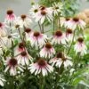 Echinacea Pretty Parasols ('JS Engeltje') (PBR) -Herbalife Shop pl2000039354