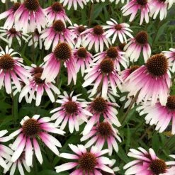 Echinacea Pretty Parasols ('JS Engeltje') (PBR) -Herbalife Shop pl2000039354 card10 lg