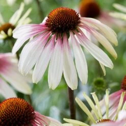 Echinacea Pretty Parasols ('JS Engeltje') (PBR) -Herbalife Shop pl2000039354 card2 lg
