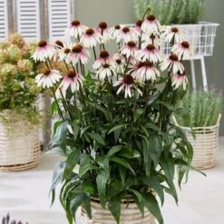 Echinacea Pretty Parasols ('JS Engeltje') (PBR) -Herbalife Shop pl2000039354 card3 lg