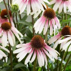 Echinacea Pretty Parasols ('JS Engeltje') (PBR) -Herbalife Shop pl2000039354 card4 lg