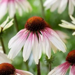 Echinacea Pretty Parasols ('JS Engeltje') (PBR) -Herbalife Shop pl2000039354 card7 lg