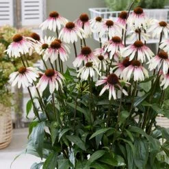 Echinacea Pretty Parasols ('JS Engeltje') (PBR) -Herbalife Shop pl2000039354 card8 lg