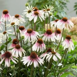 Echinacea Pretty Parasols ('JS Engeltje') (PBR) -Herbalife Shop pl2000039354 card9 lg