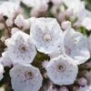 Kalmia Latifolia F. Myrtifolia 'Elf' -Herbalife Shop pl2000039552