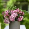 Kalmia Latifolia 'Little Linda' -Herbalife Shop pl2000039554