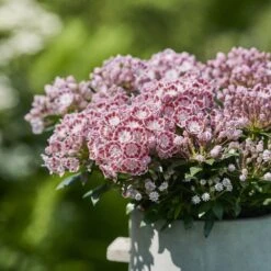 Kalmia Latifolia 'Little Linda' -Herbalife Shop pl2000039554 card3 lg