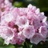 Kalmia Latifolia 'Tiddlywinks' -Herbalife Shop pl2000039579