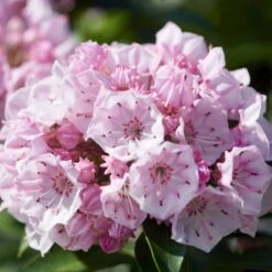 Kalmia Latifolia 'Tiddlywinks'