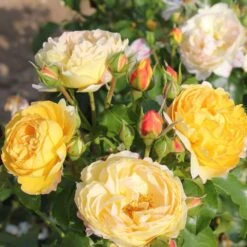 Rosa Belle De Jour ('Deljauper') (PBR) -Herbalife Shop pl2000040031 card2 lg