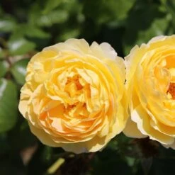 Rosa Belle De Jour ('Deljauper') (PBR) -Herbalife Shop pl2000040031 card4 lg