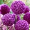 Allium 'Ambassador' (XXL Bulb) -Herbalife Shop pl2000040095